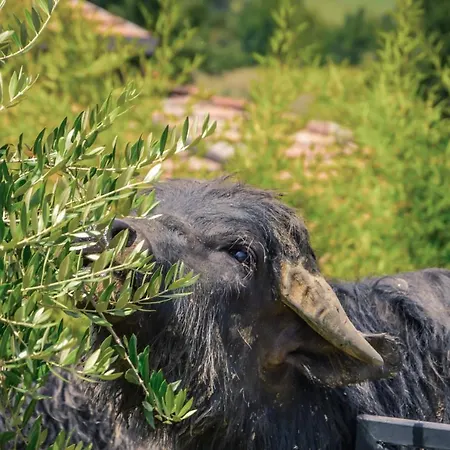 Ciociaro  Il Colle  Ristorante Alloggio per agriturismo *