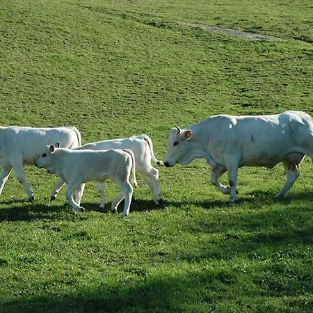 Ciociaro  Il Colle  Ristorante Alloggio per agriturismo *