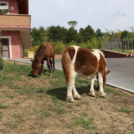 Ciociaro  Il Colle  Ristorante